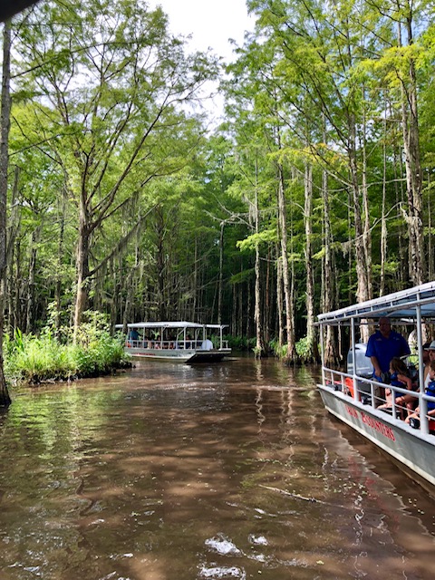Swamps tours in New Orleans. You see lots of wildlife including alligators, wild boar and several species of birds. 