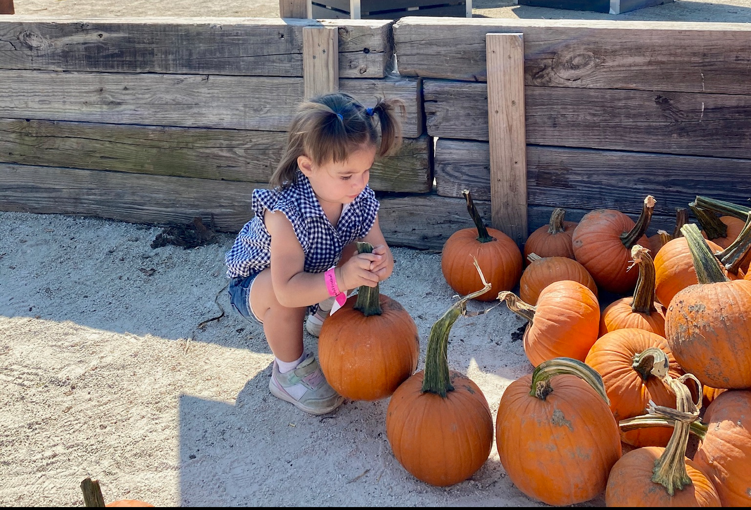 Pumpkin patches in chicagoland area